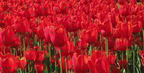 Field of Red Tulips Blooming in Spring Sunlight