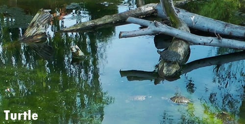 Schildkröte 3
