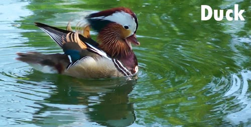 Duck
