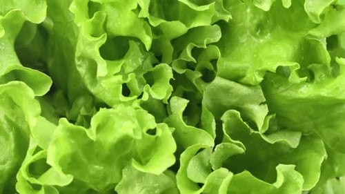 Fresh Lettuce Greenery Lush Vitamin Food Ingredient Natural Organic Edible Plant Healthy Eating