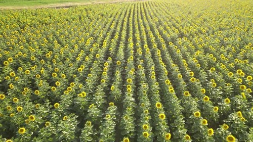 sunflowers fields nature