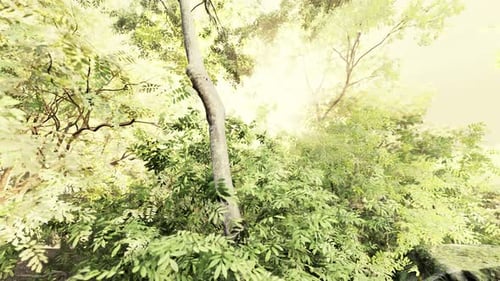 Green Forest with Rays of Light