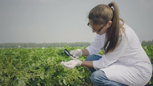 Young Adult Inspecting Crops With Magnifying Glass