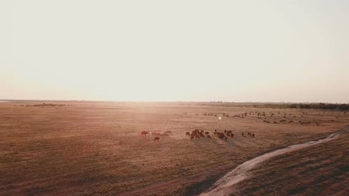 Cattle Grazing in Rural Field at Sunset