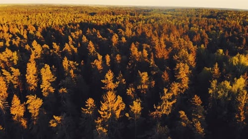Aerial Pine Woods Hintergrund bei Sonnenuntergang