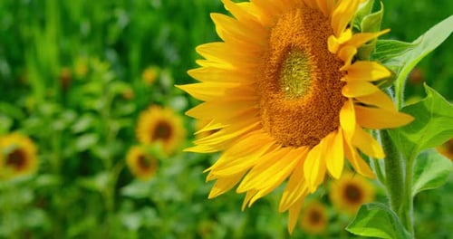 Sunflower Closeup in the Field Background