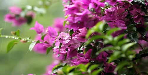 Bougainvillea In The Rain II