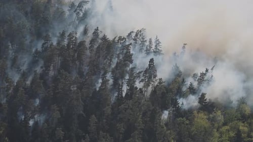 Fire in the forest. Strong fire and mist in the forest