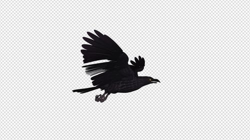 Black Raven - 4K Flying Loop - Side View