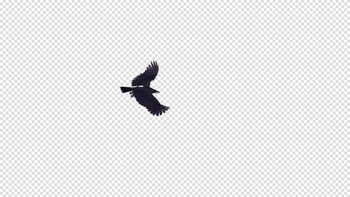 Flying Black Bird Silhouette Animation