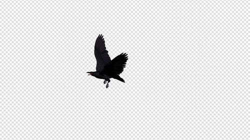 Black Raven - 4K fliegender Übergang - 02