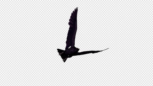 Black Raven - 4K fliegender Übergang - 04