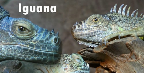 Two Green Iguanas Resting on a Log