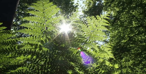 Fern In The Forest