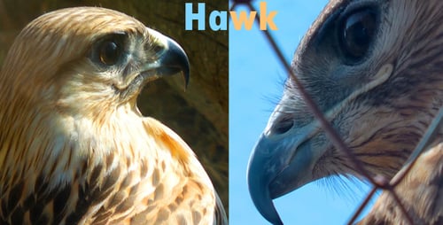 Hawk