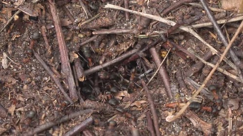 insecto