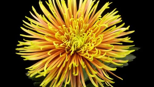 Rotating Yellow and Orange Flower on Black Background