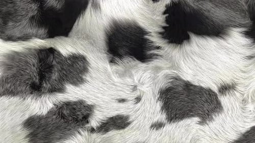 Fluid Animated Black and White Cow Fur Texture Background