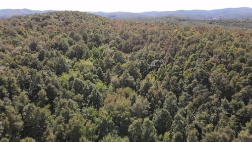 Forest Nature Background