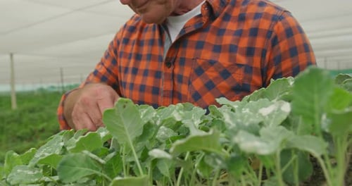 Mature man working on farm