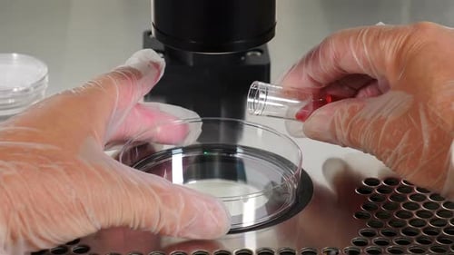 Plan rapproché de la procédure de FIV. Un embryologiste portant des gants de protection laisse tomber le milieu d'un test plastique