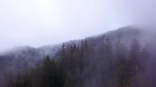 Mountain forest. Flying over pine forest in beautiful clouds. Misty forest. Fog in the mountains
