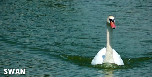 Elegant Swan Swimming on a Calm Blue Pond