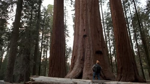 Riesiger Ancient Forest Trailhead im Nationalpark