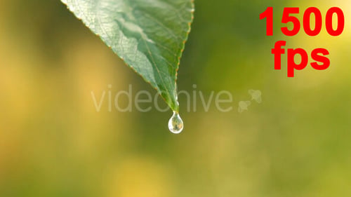 Wasser auf einem Blatt