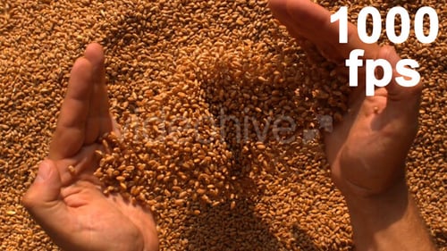 Hands Holding Fresh Wheat Grains after Harvest