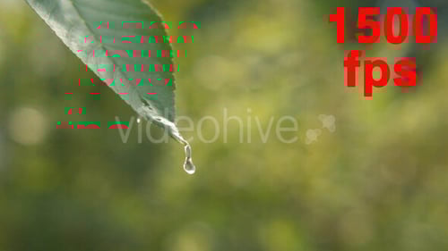 Water Droplet Falling off Green Leaf