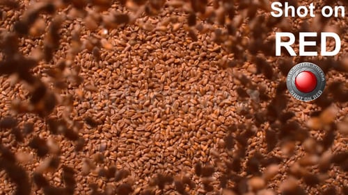 Pouring Pile of Wheat Seeds Filling Screen