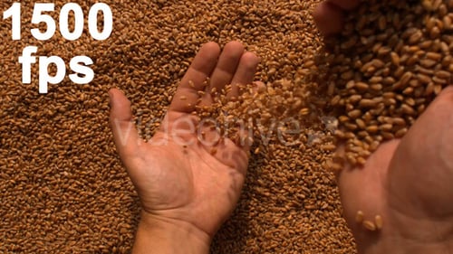 Organic food