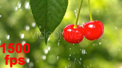 Cerise
