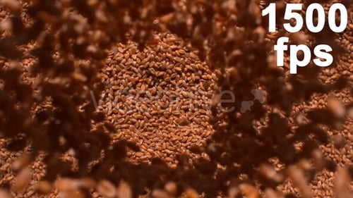 Wheat Seeds Falling on Large Quantity of Grain