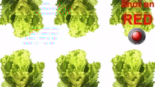 Crisp Green Lettuce Heads Pattern on White