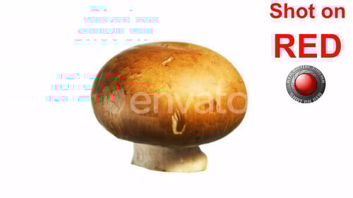 Single Brown Mushroom on White Background