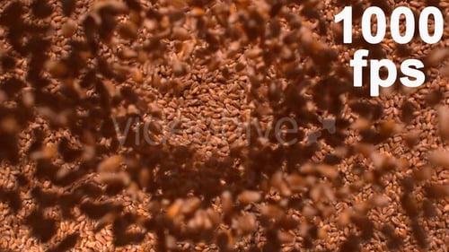 Golden Wheat Seeds Falling