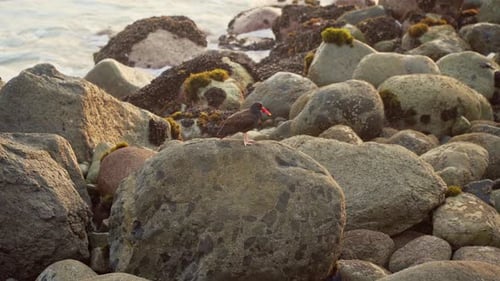 Static shot of a black bird with red beak resting on a boulder on a rocky beach in San Bartolo, Lima