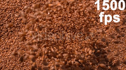 Close Up of Bouncing Brown Grain Seeds