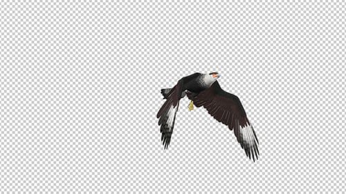 Caracara Hawk - 4K Flying Transition - 04