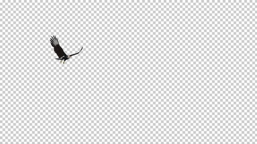 Caracara Hawk - 4K Flying Around - Transparent Loop