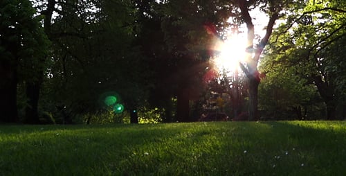 Forest Sun 3
