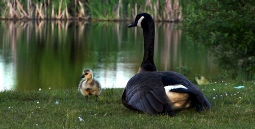 Goose and Gosling Resting by Pond