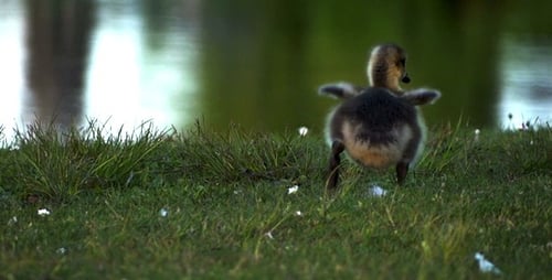 Fluffy Goose Chick Feeding in the Grass