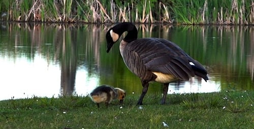 Goose and Gosling Feeding by the Pond