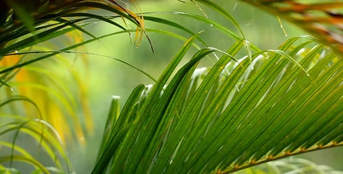 Raindrops on Vibrant Green Palm Fronds