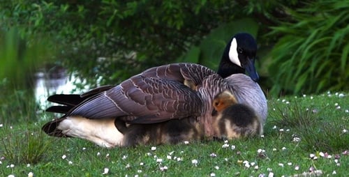 Canada Goose Protecting Young Goslings on Green Grass