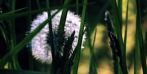 Löwenzahn im Gras