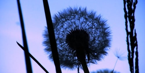 Pusteblume Silhouette Loop